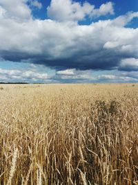 Scenic view of wheat field against sky