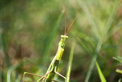 Close-up of insect on grass