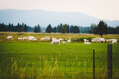 Sheep grazing on field against sky