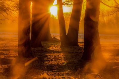 Scenic view of trees against sky during sunset