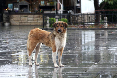 Portrait of wet dog in water