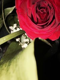 Close-up of red rose blooming outdoors