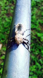 Close-up of insect on tree trunk