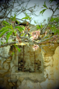 Close-up of flowering plant