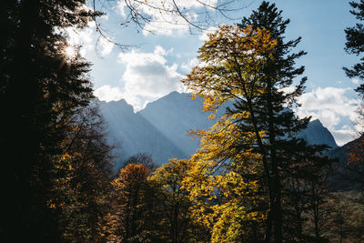 Trees against sky during autumn