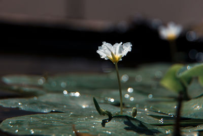 Close-up of wet flowering plant