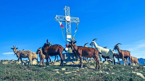 Horses on field against sky