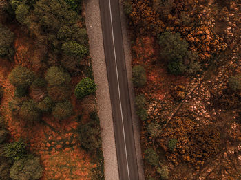 High angle view of road amidst trees in forest