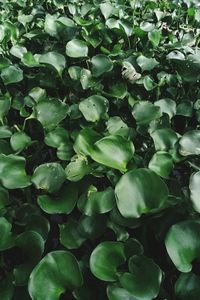 Full frame shot of fresh green plants