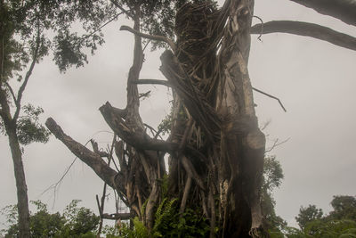Low angle view of tree against sky