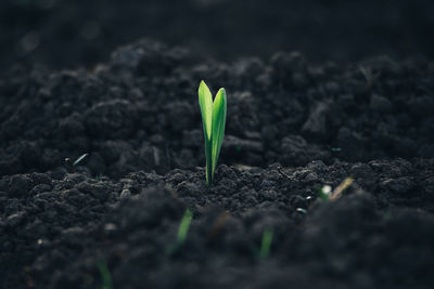 Close-up of small plant growing on field