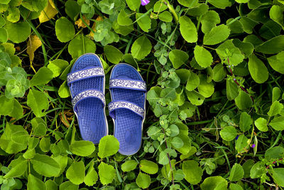 Close-up of shoes on plant