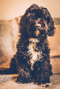 Portrait of havanese dog sitting on sofa at home