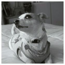 Close-up portrait of a dog