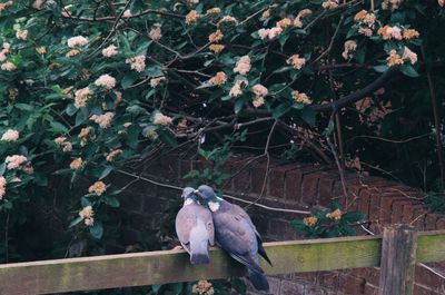 Close-up of bird perching on tree