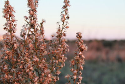 Close-up of plants against sky