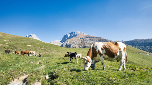 Mountain pasture of northern italy alps of bergamo