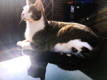 Close-up of cat sitting