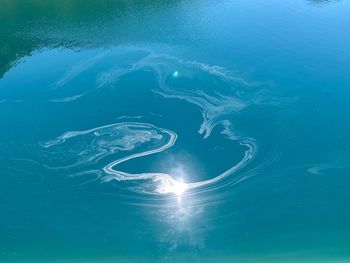 High angle view of jellyfish swimming in sea