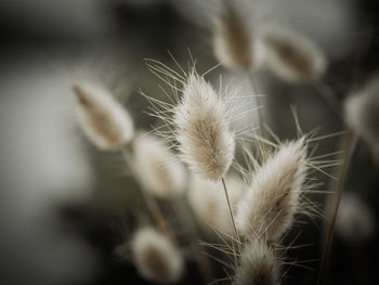 Hare's-tail grass