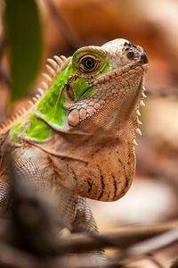 Close-up of a lizard