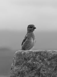Close-up of bird perching against clear sky