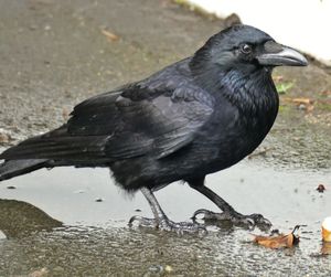 Close-up of bird perching on a water