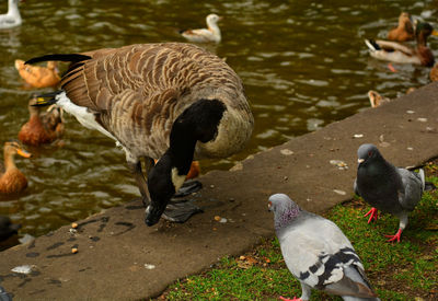 High angle view of birds on lakeshore