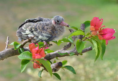 Close-up of bird perching on flower