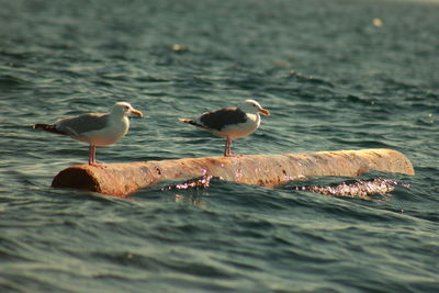 Birds perching on sea shore