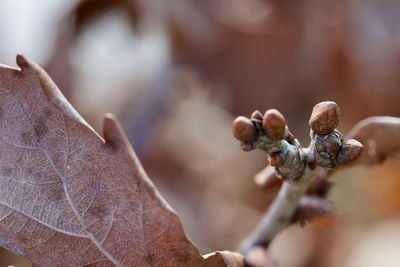 Close-up of wilted plant