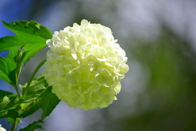 Close-up of white rose plant