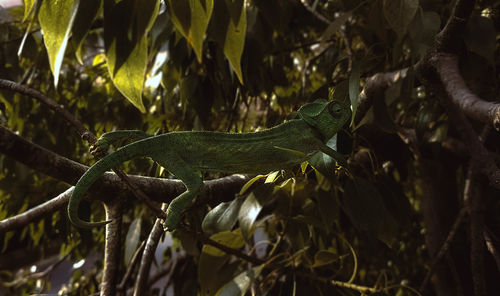 Close-up of a lizard on tree