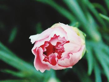 Close-up of pink rose