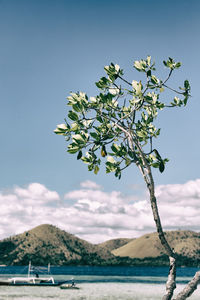 Bare tree on beach against blue sky