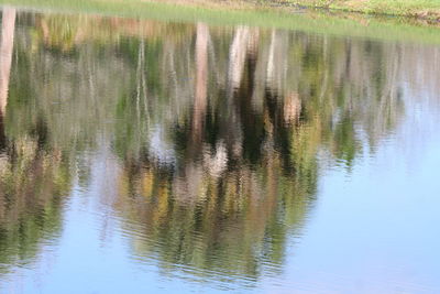 Reflection of trees in water