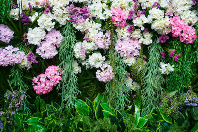 High angle view of pink flowering plants