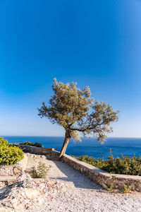 Tree by sea against clear blue sky