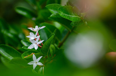 Close-up of white flowering plant