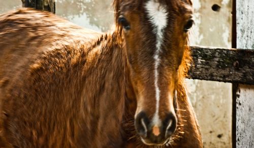 Close-up of horse