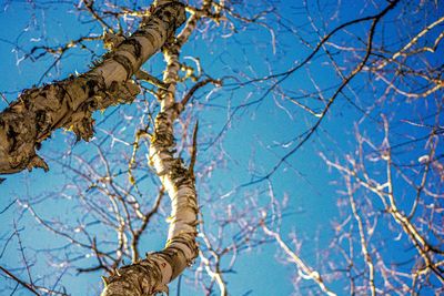 Low angle view of bare tree against clear sky