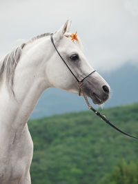 Close-up of horse on landscape against sky