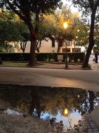 Reflection of trees in water