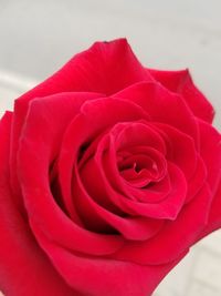 Close-up of red rose