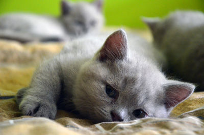 Close-up portrait of cat relaxing on floor