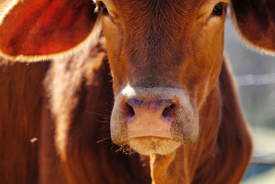 Close-up portrait of cow