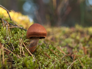 Close-up of mushroom in field