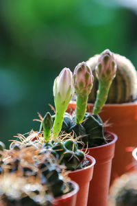 Close-up of potted plant