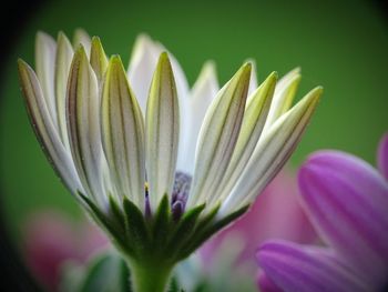 Close-up of purple flowering plant