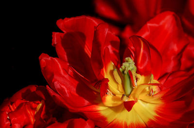 Close-up of red hibiscus blooming outdoors